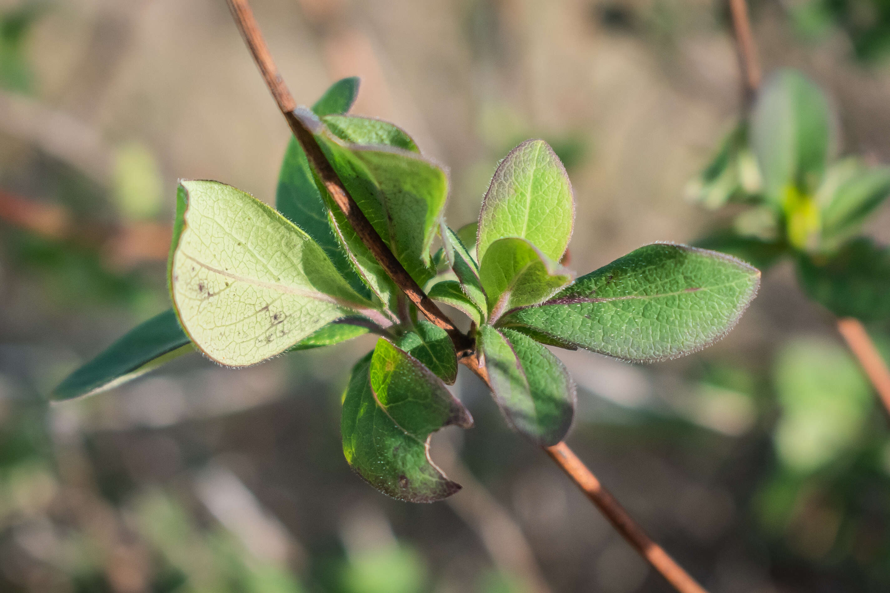 Imagem de Lonicera xylosteum L.