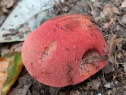 Image of Fistulinaceae