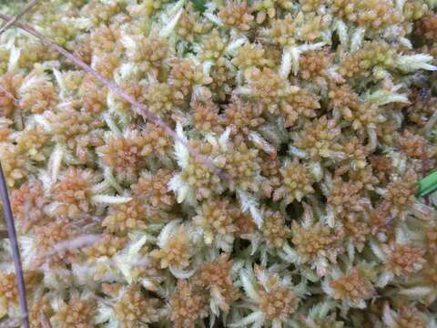 Image of Prairie sphagnum moss