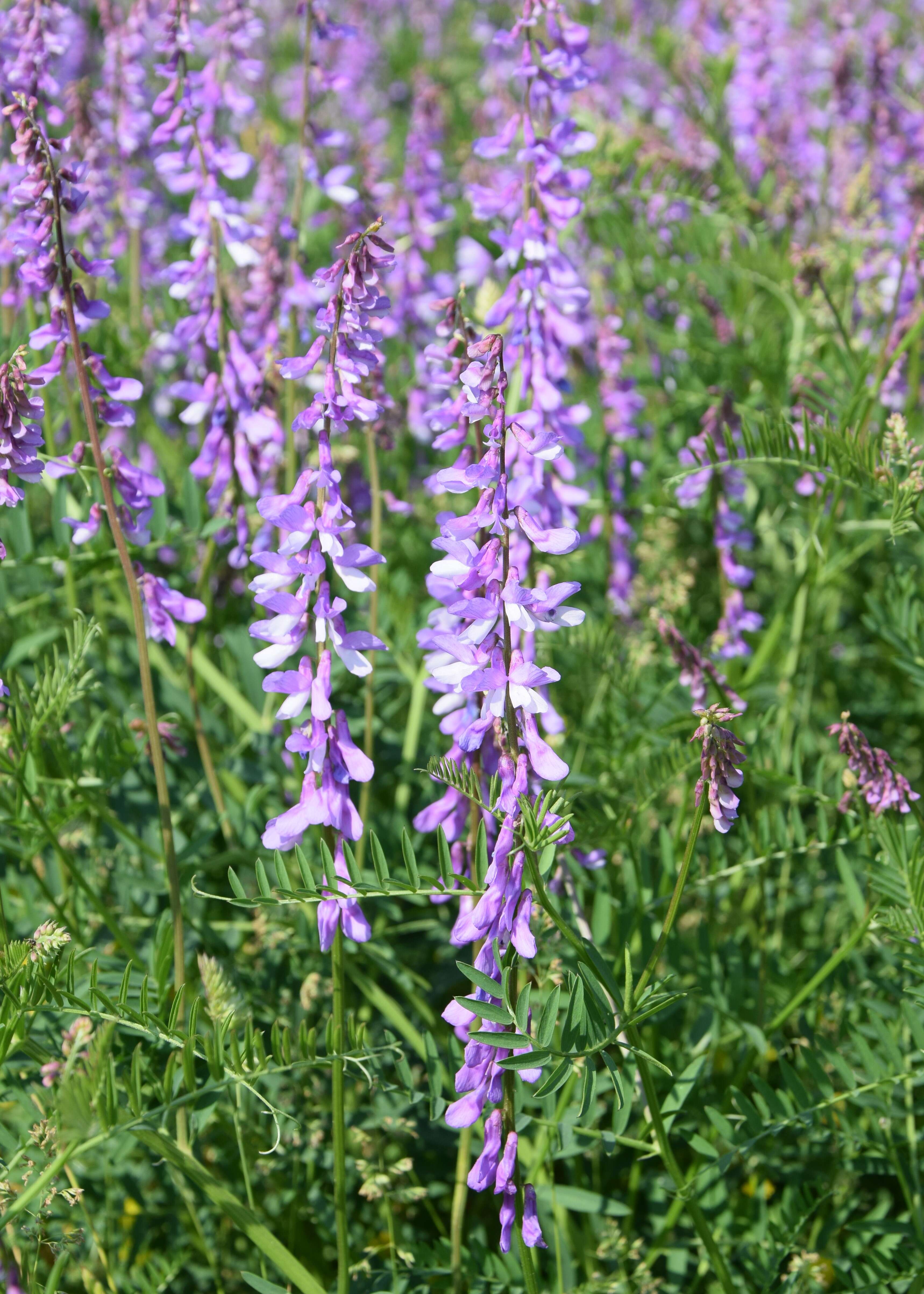 Imagem de Vicia tenuifolia Roth