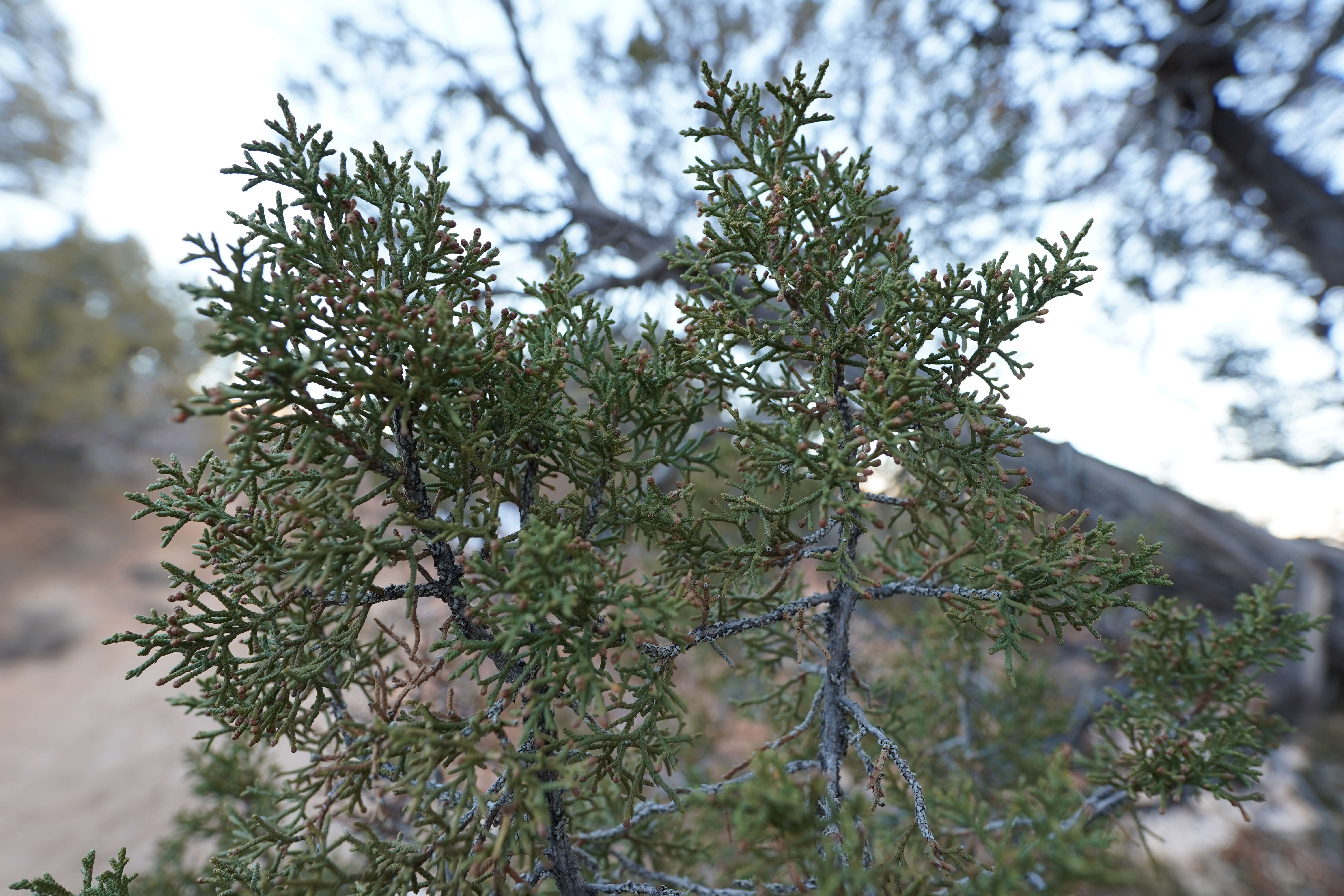 Image of Bigberry Juniper