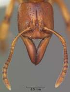 Imagem de Centromyrmex praedator