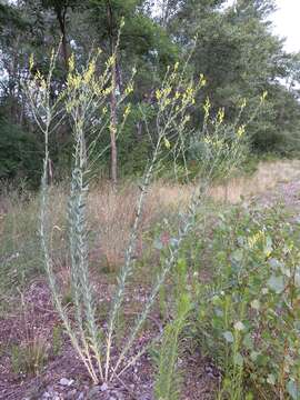 Image de Linaria genistifolia (L.) Mill.