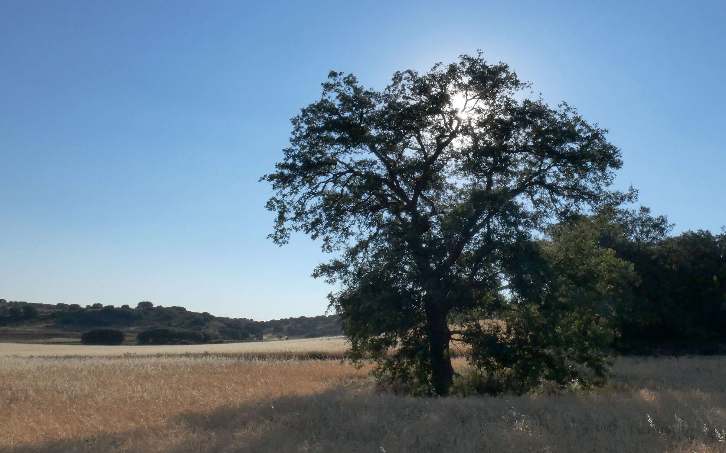 Image of Evergreen Oak