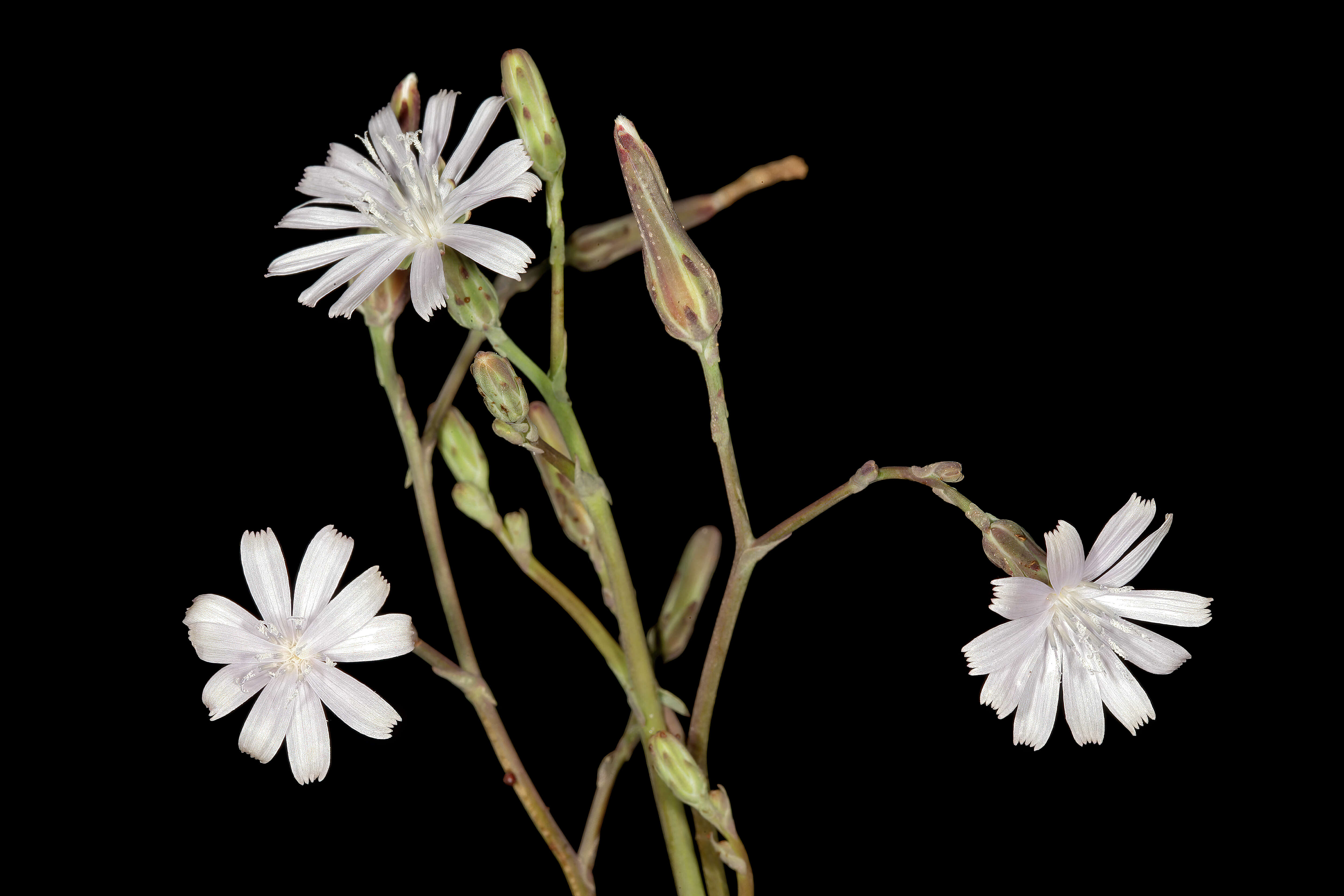 Image of wild lettuce