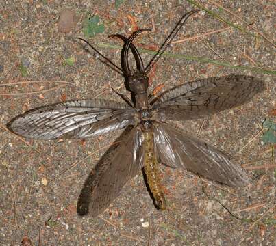 Image of Eastern Dobsonfly