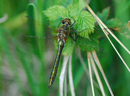 Image of Downy Emerald