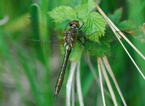 Image of Downy Emerald