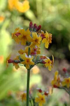 Primula bulleyana Forrest resmi