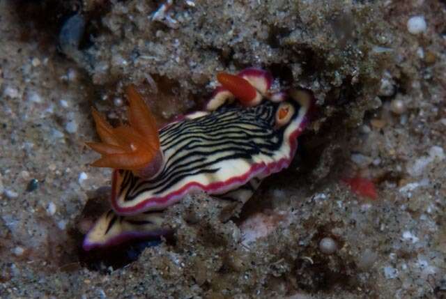 Image of Hypselodoris nigrolineata (Eliot 1904)