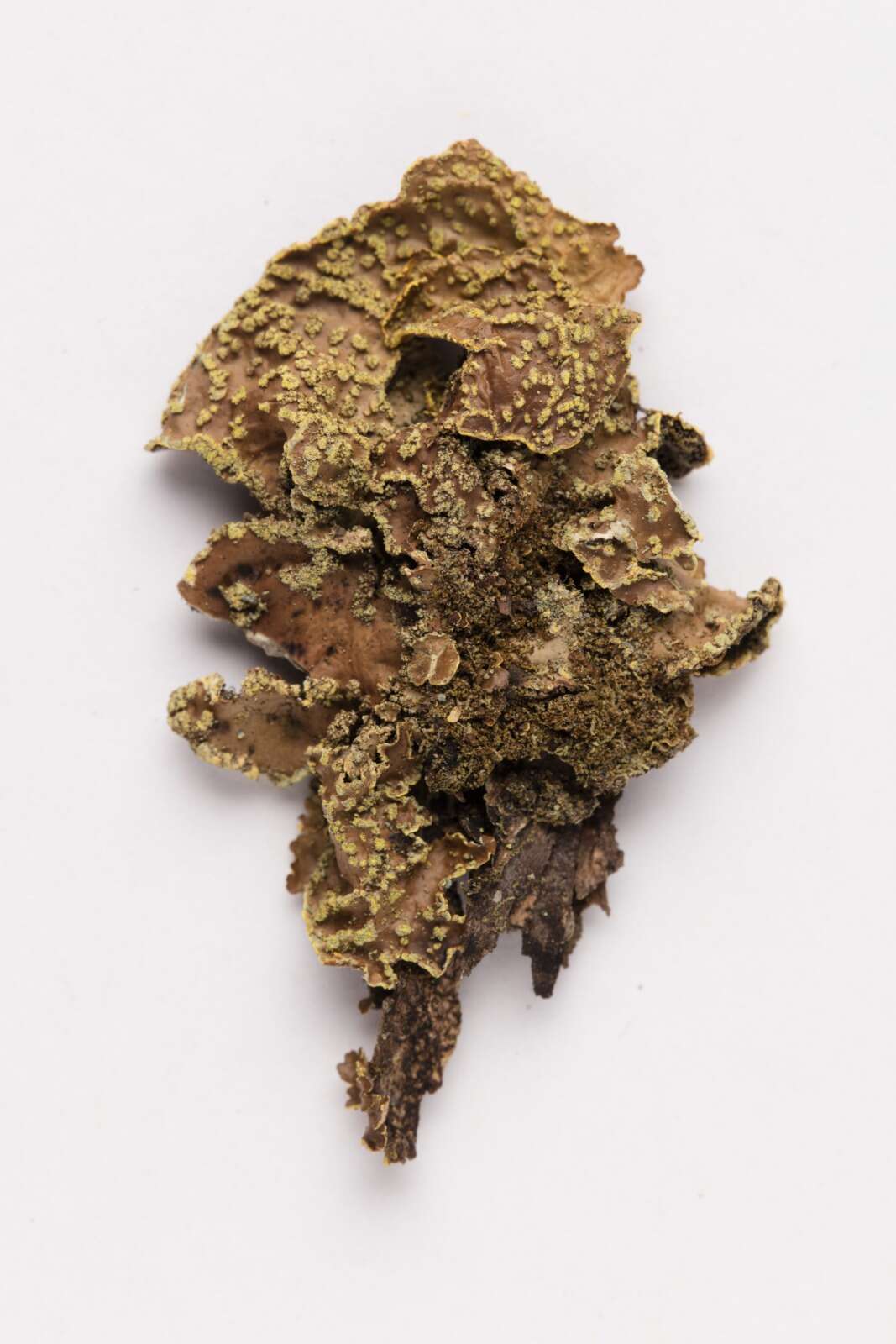 Image of Yellow specklebelly lichen