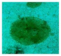 Image of Anabaena Bory de Saint-Vincent ex Bornet & Flahault 1886