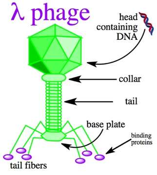 Plancia ëd Enterobacteria phage lambda