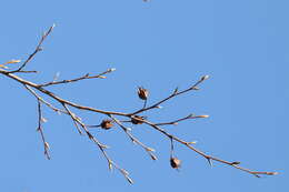 Image of Japanese stewartia