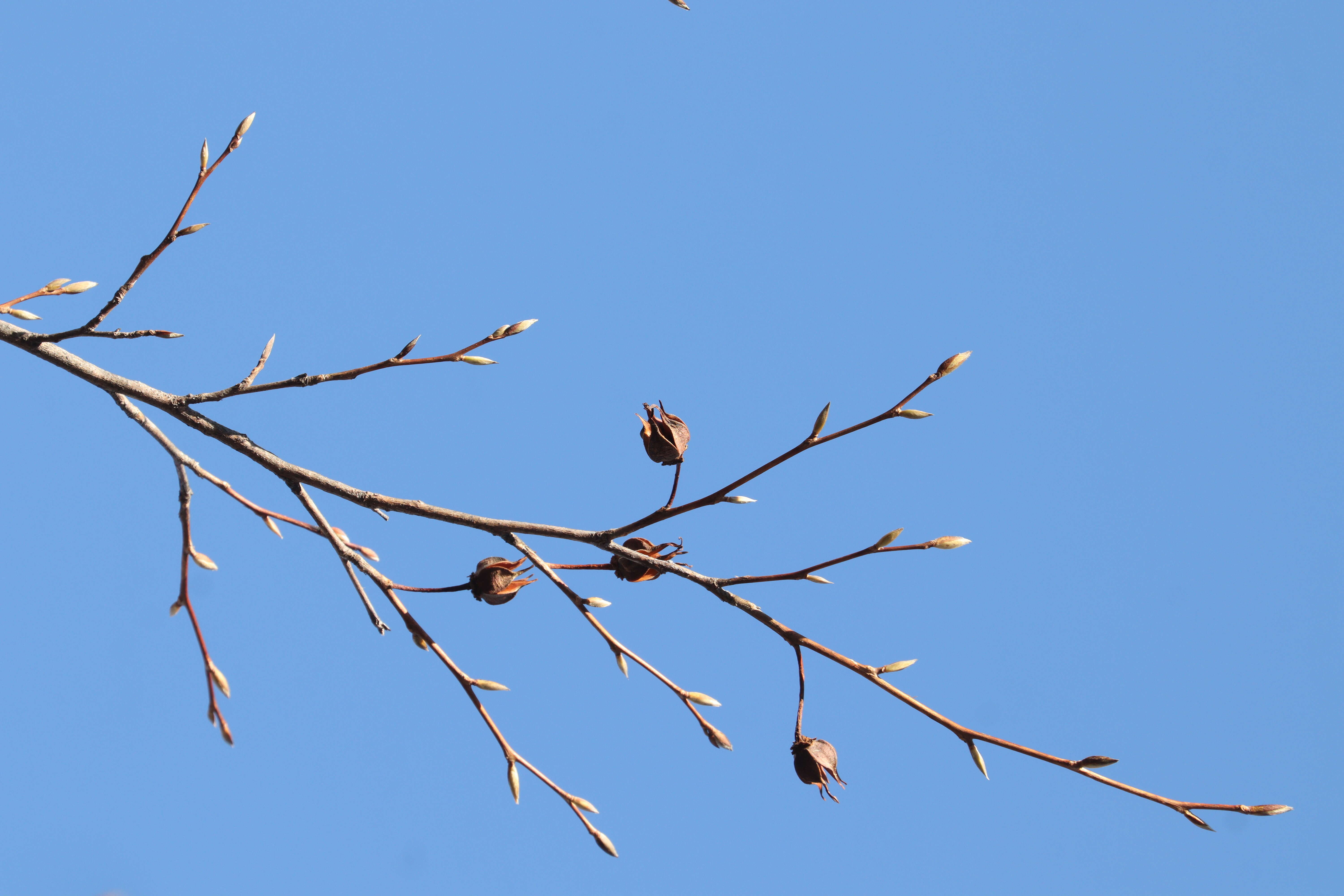 Image of Japanese stewartia