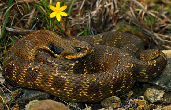 Image of North American Hog-nosed Snakes