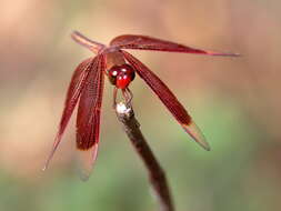 Image of Neurothemis stigmatizans (Fabricius 1775)