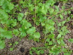 Image of coriander