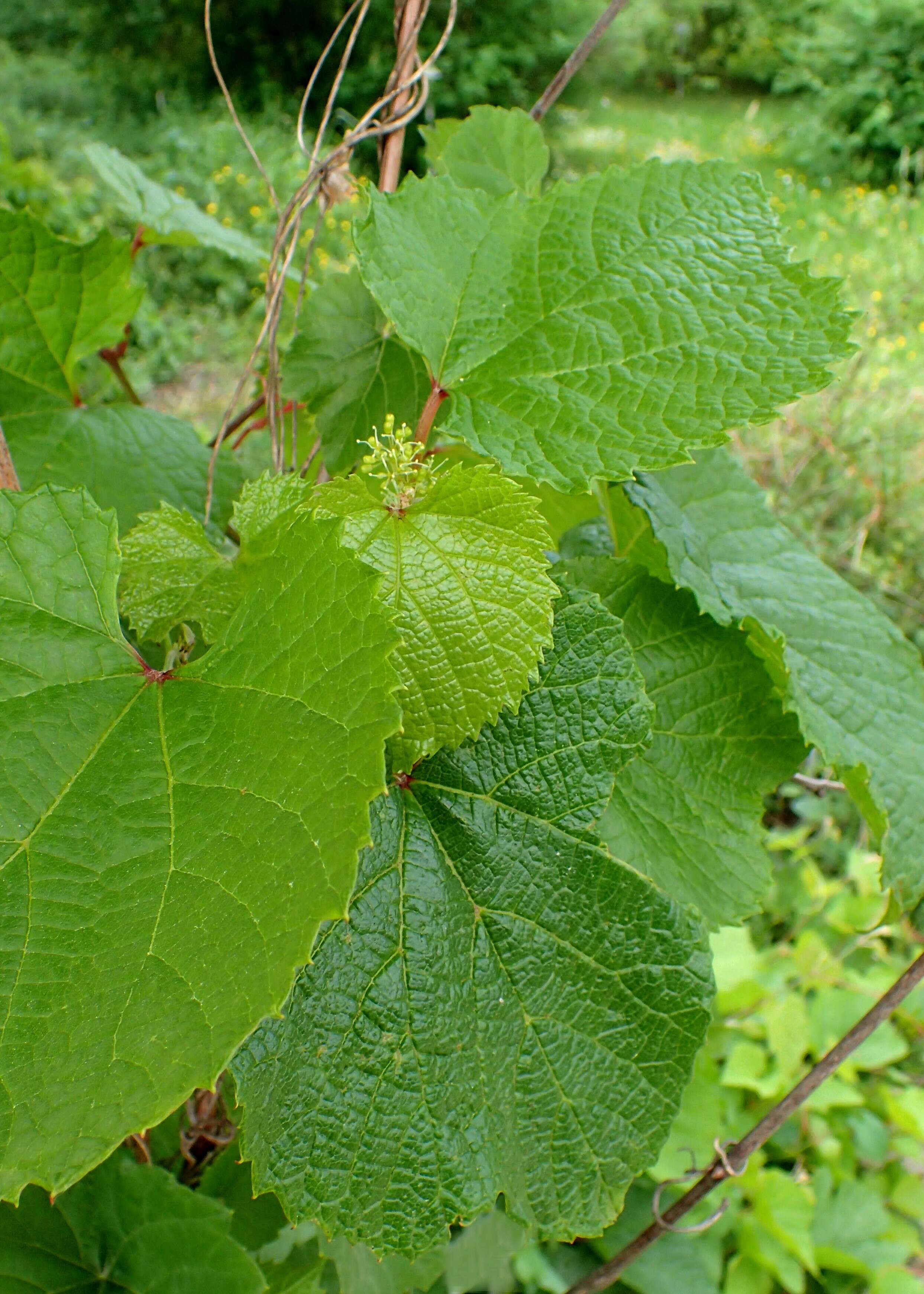 Image of Amur grape