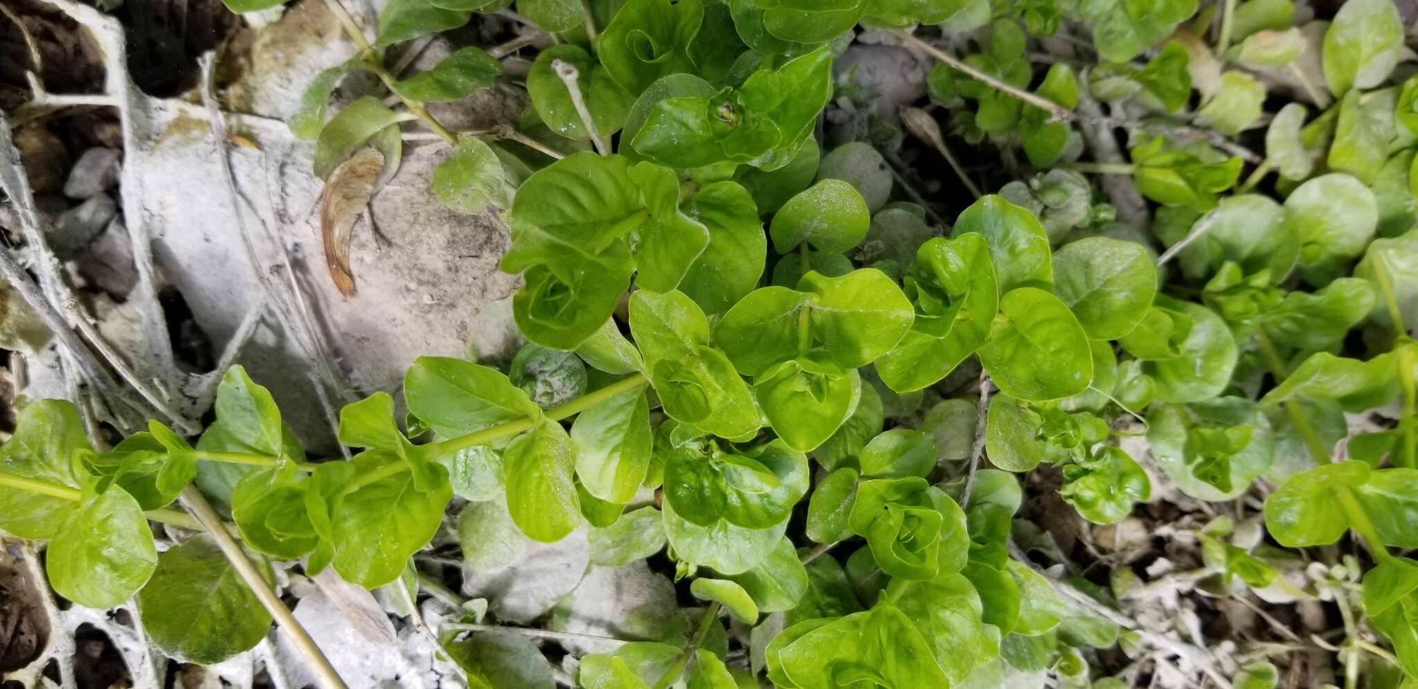 Image of creeping jenny