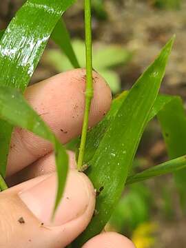 Imagem de Brachyelytrum erectum (Schreb.) P. Beauv.