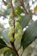 Image of Elaeocarpus hookerianus Raoul