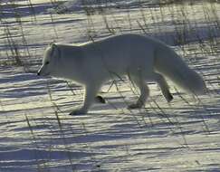 Image of Arctic Fox