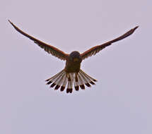 Image of kestrel, common kestrel