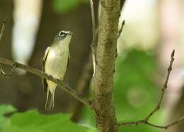 Image of Blue-headed Vireo