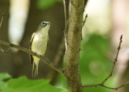 Image of Blue-headed Vireo