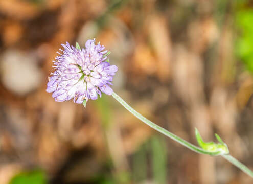 Слика од Knautia arvensis (L.) Coulter