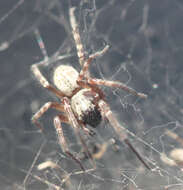 Image of Desid spider