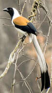 Image of White-bellied Treepie