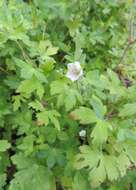 Image of Thunberg's geranium