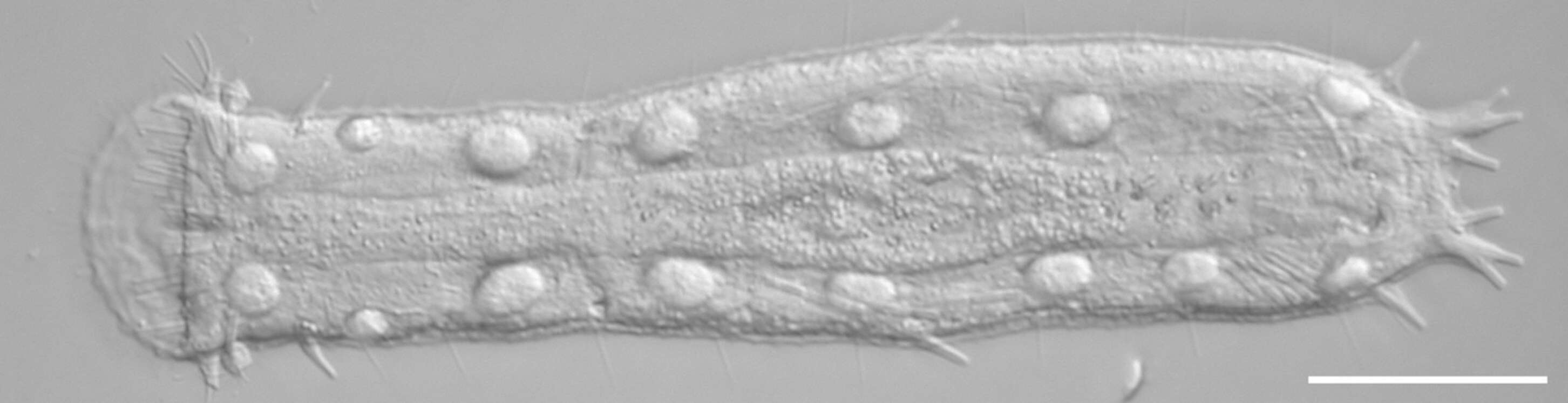 Image of Ptychostomella