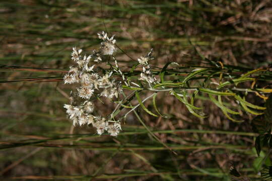 Image of rabbit-tobacco