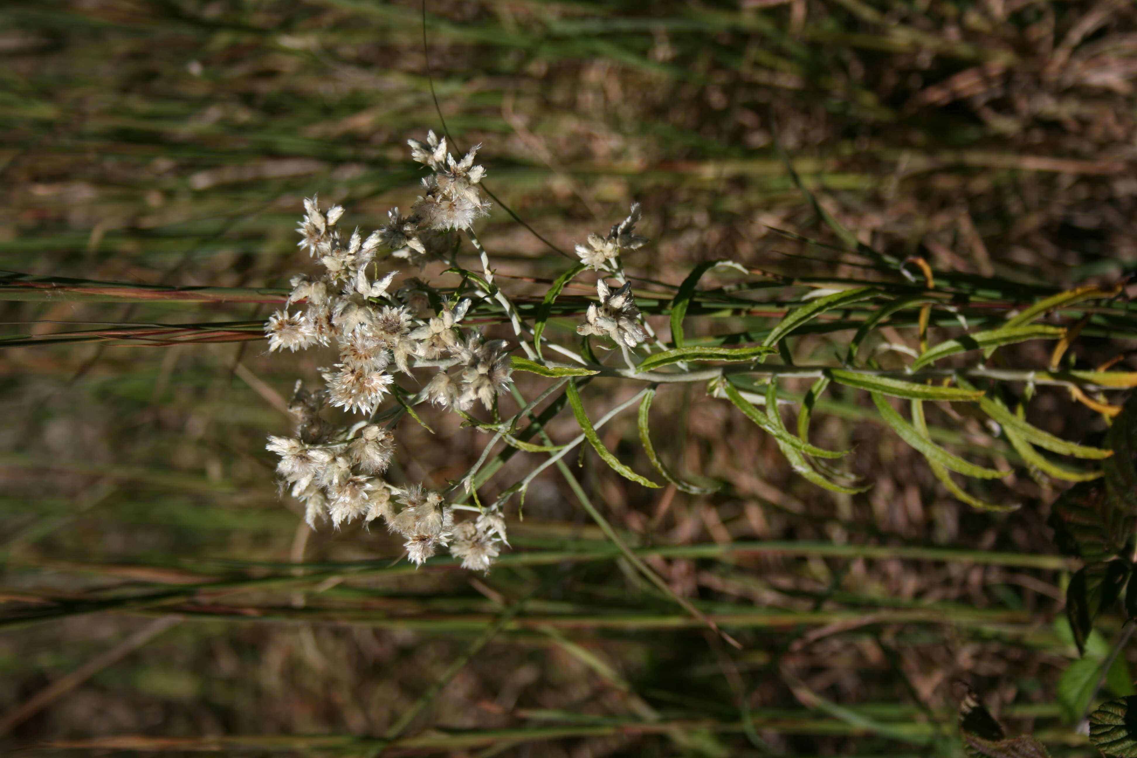 Imagem de Pseudognaphalium obtusifolium (L.) O. M. Hilliard & B. L. Burtt