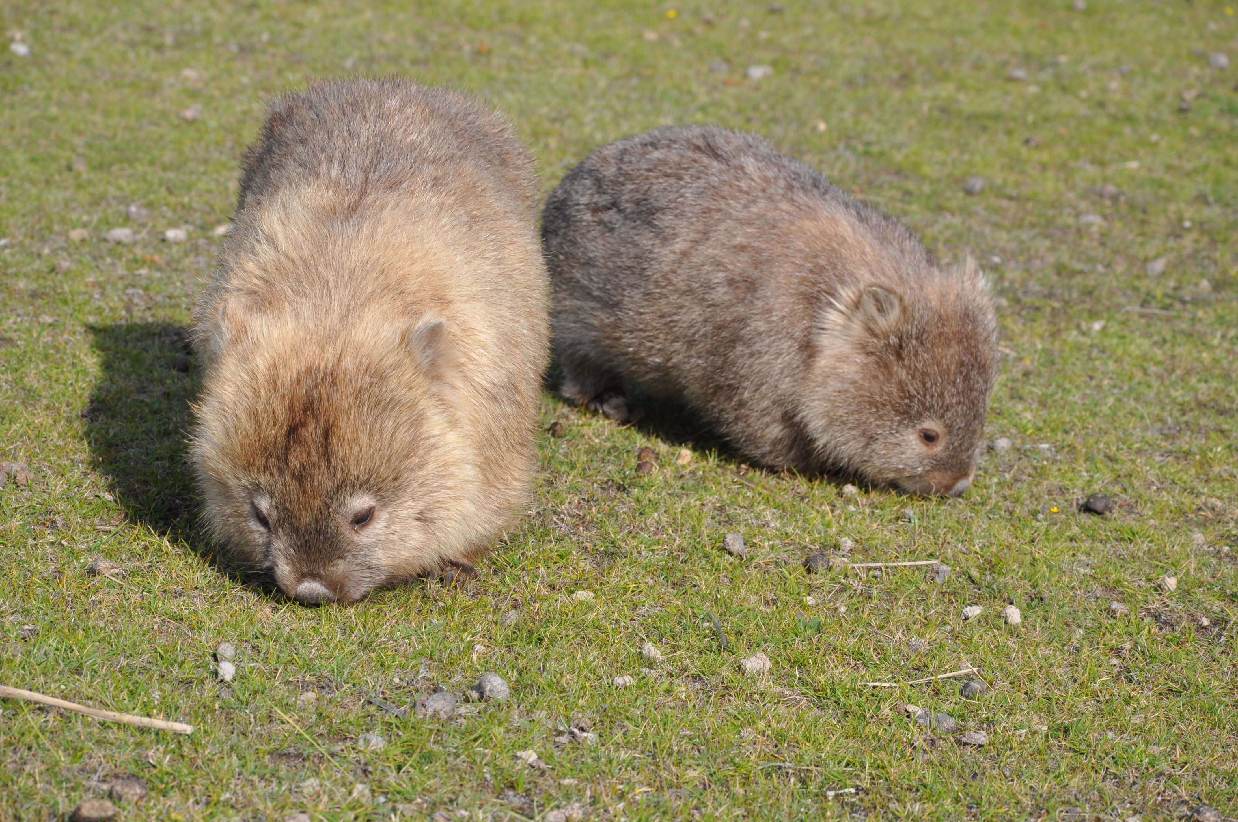 Image of Bare-nosed Wombats