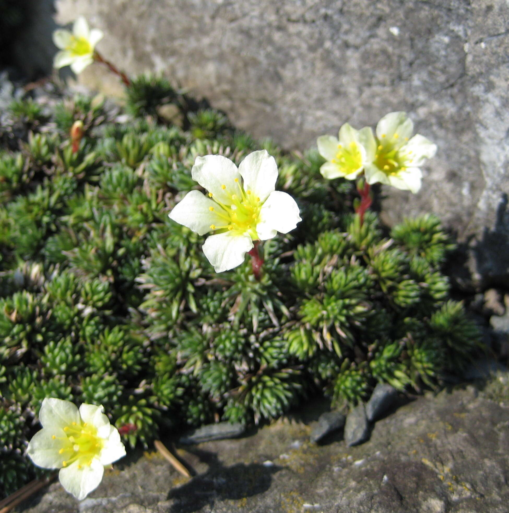 Слика од Saxifraga aretioides Lapeyr.