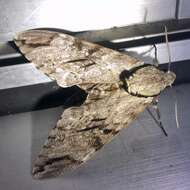 Image of Gray hawk moth