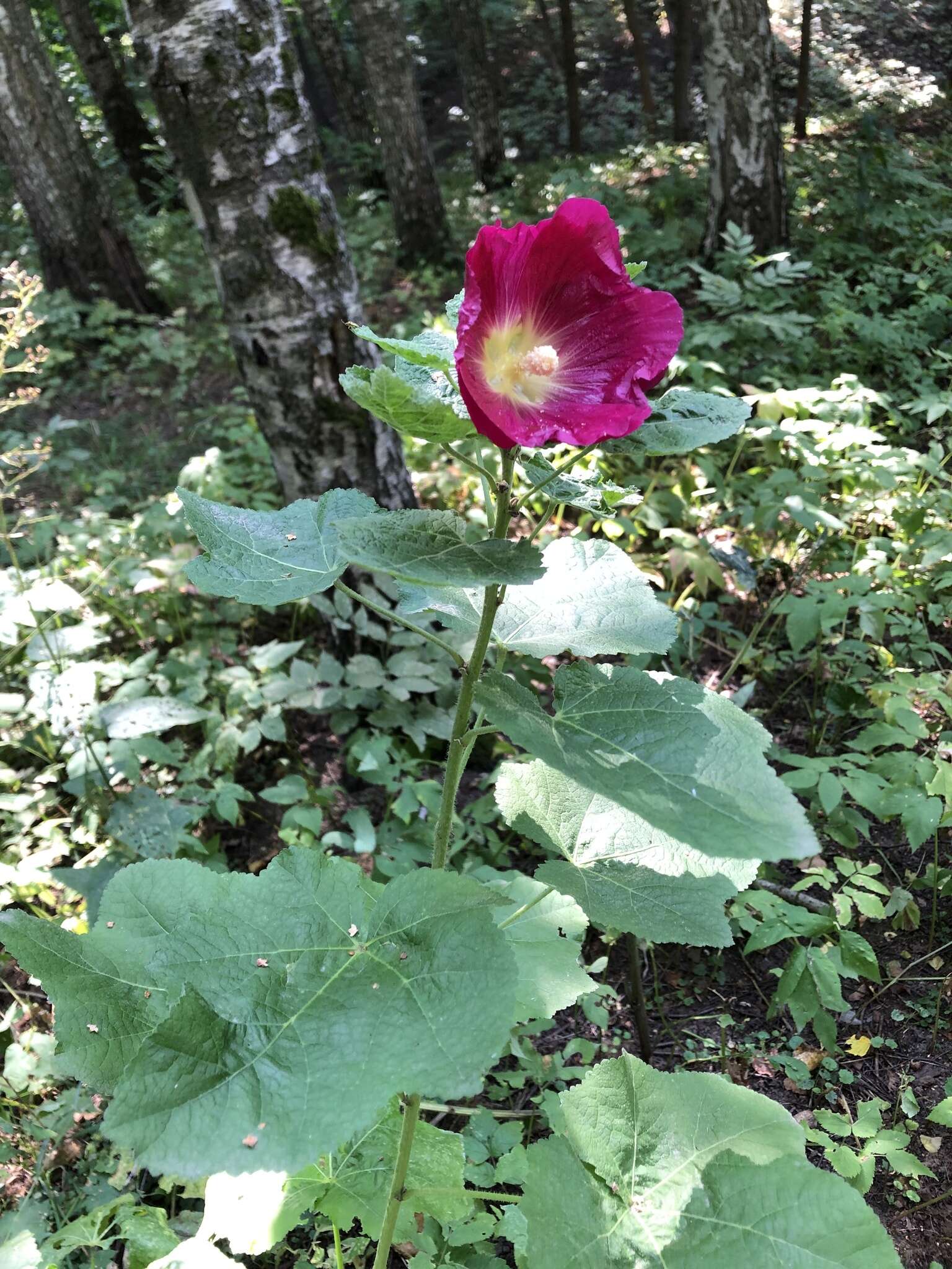 Image of hollyhock