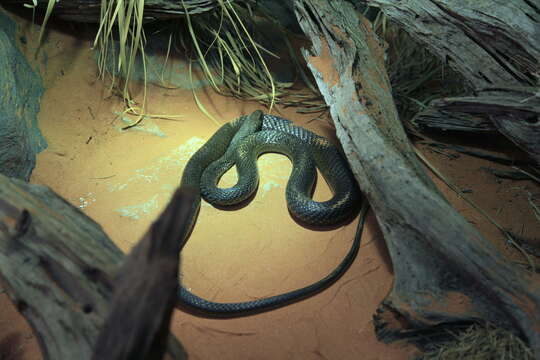 Image of Olive Whip Snake