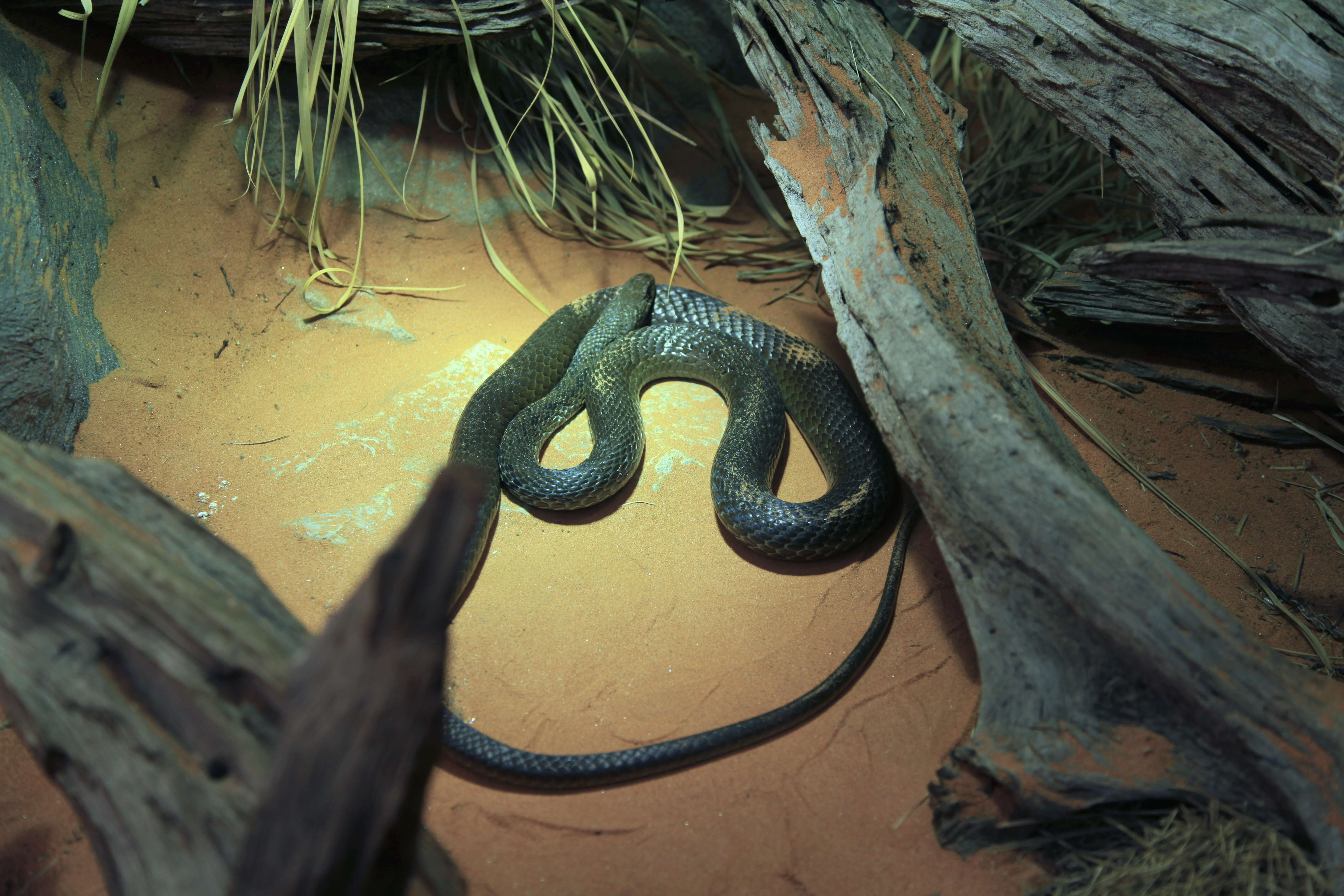 Imagem de Psammophis mossambicus Peters 1882