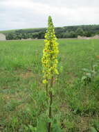 Verbascum nigrum L. resmi