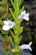 Image of Chloanthes parviflora Walp.