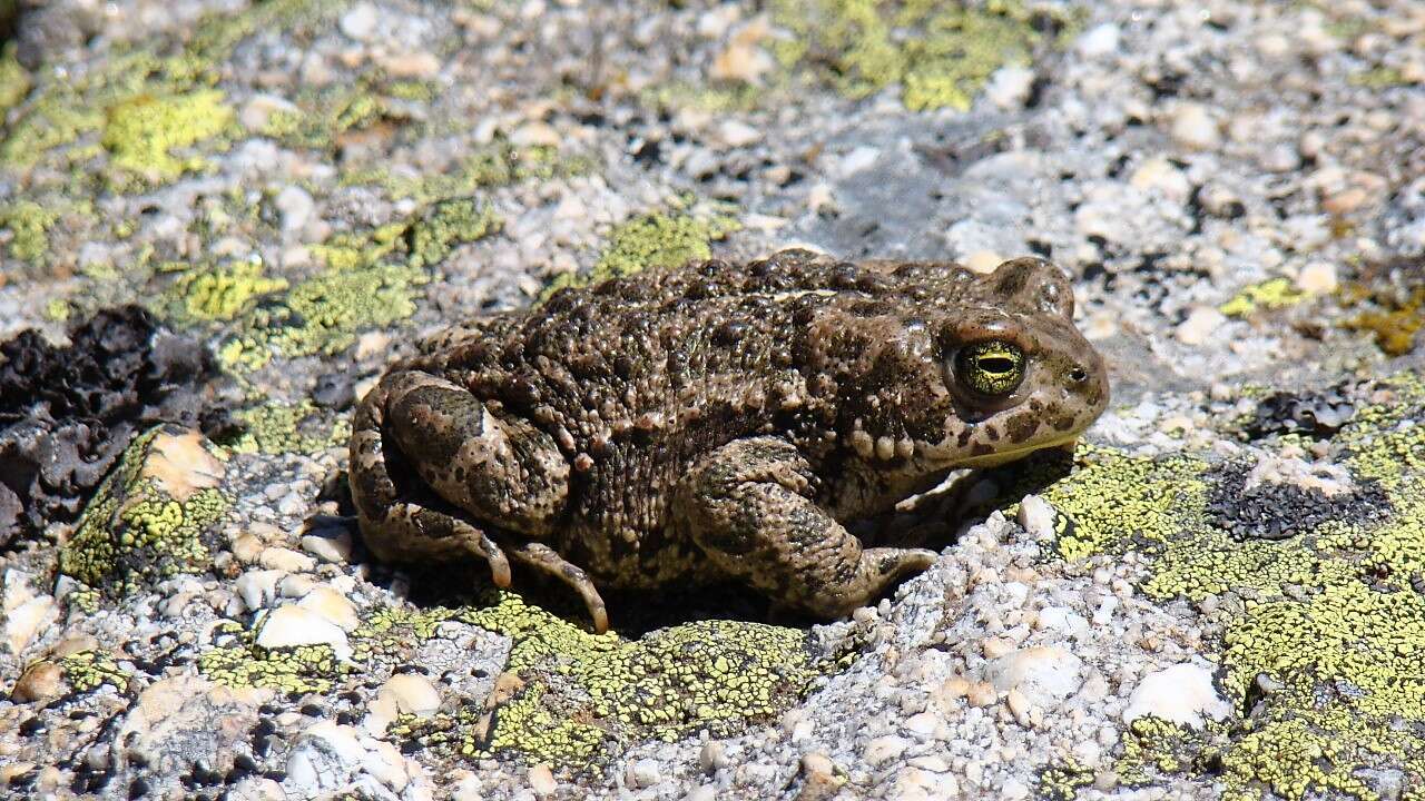 Image of Natterjack toad