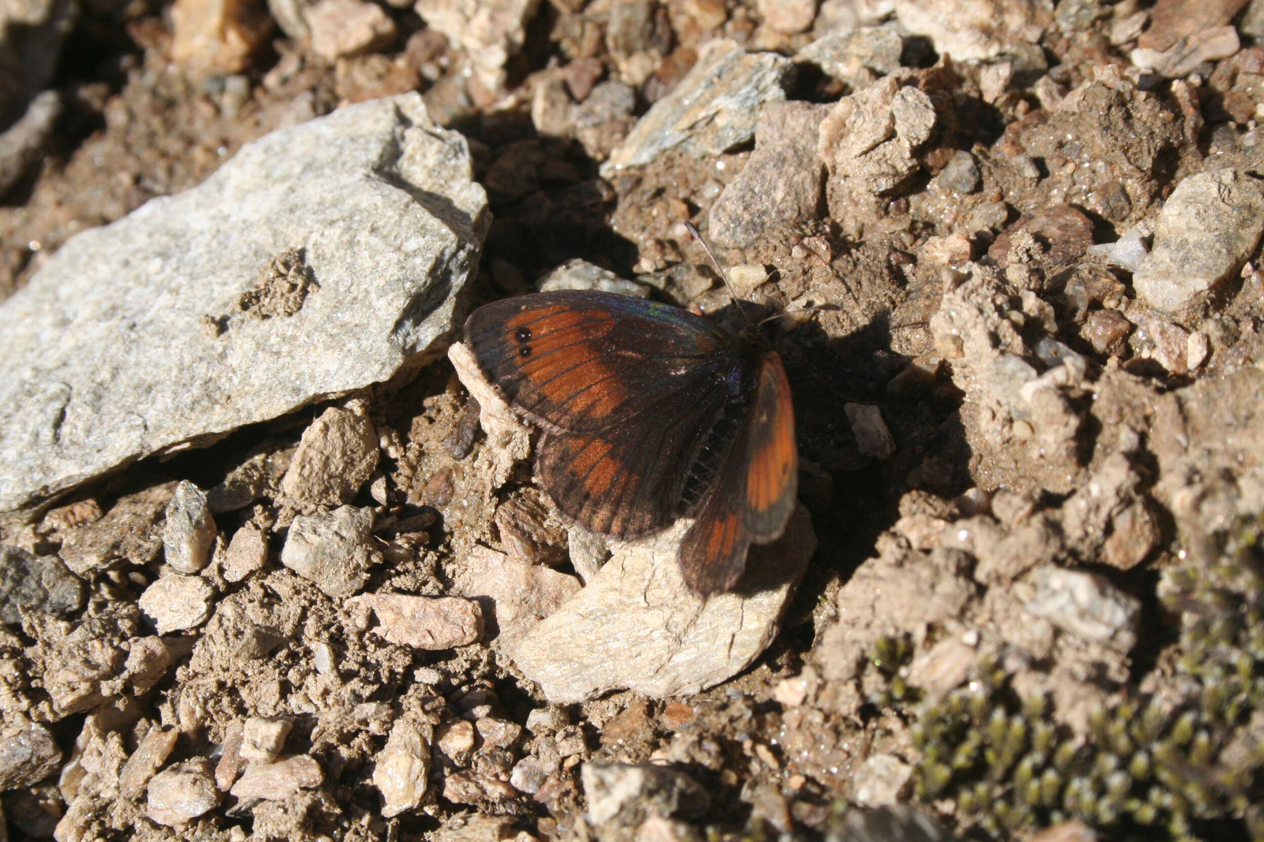 Image of Common Brassy Ringlet