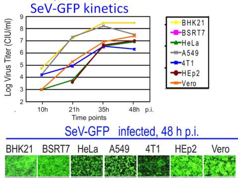 Image of Sendai virus