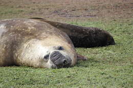 Image of South Atlantic Elephant-seal