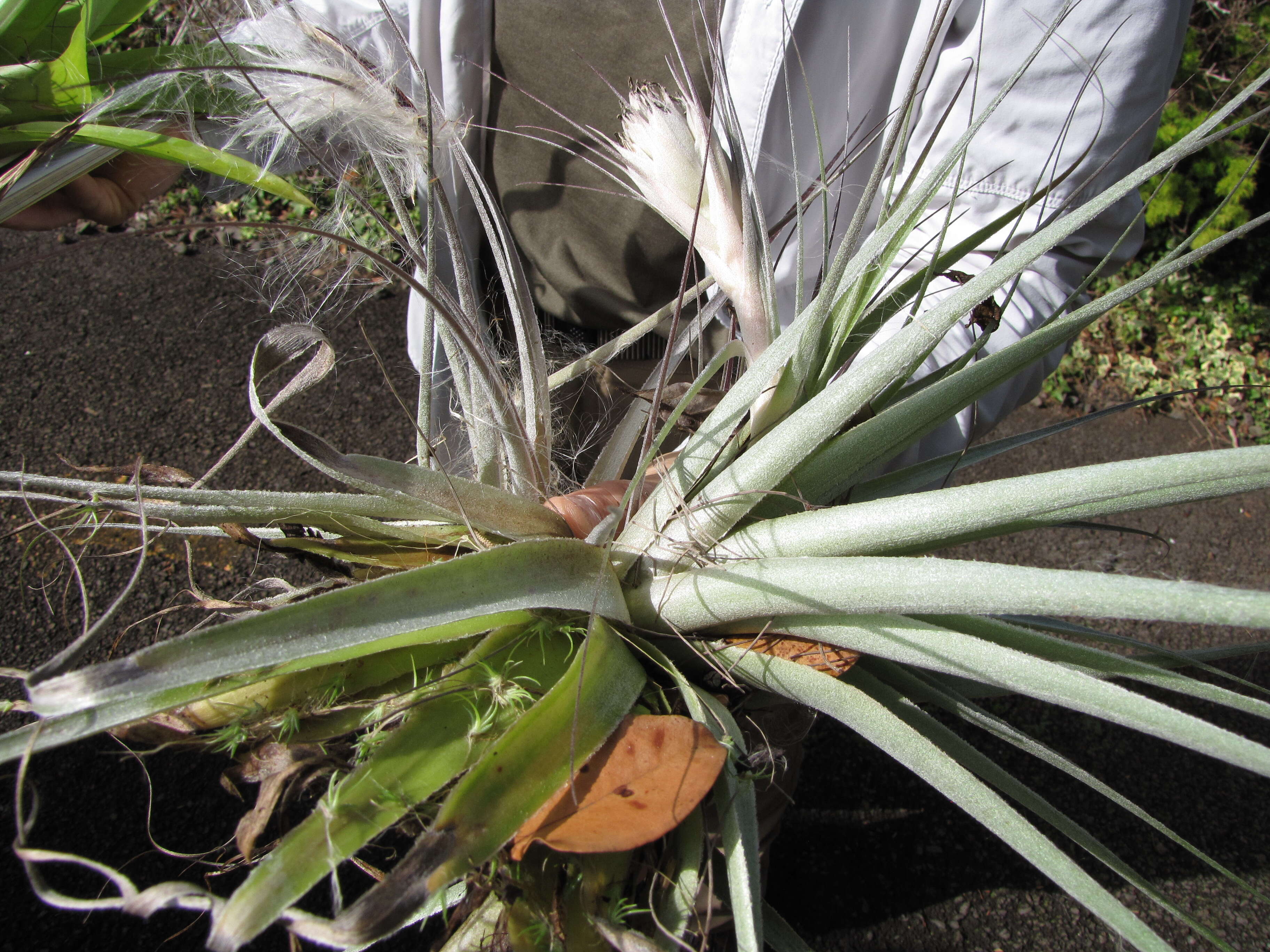 Image of Airplant